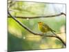 A Saffron Finch, Sicalis Flaveola, Resting in a Tropical Scene in the Atlantic Rainforest-Alex Saberi-Mounted Photographic Print