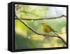 A Saffron Finch, Sicalis Flaveola, Resting in a Tropical Scene in the Atlantic Rainforest-Alex Saberi-Framed Stretched Canvas