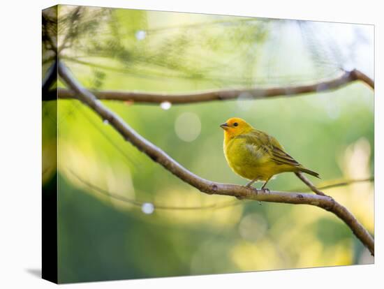 A Saffron Finch, Sicalis Flaveola, Resting in a Tropical Scene in the Atlantic Rainforest-Alex Saberi-Stretched Canvas