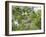 A Saffron Finch, Sicalis Flaveola, Sits on a Branch in Ubatuba, Brazil-Alex Saberi-Framed Photographic Print