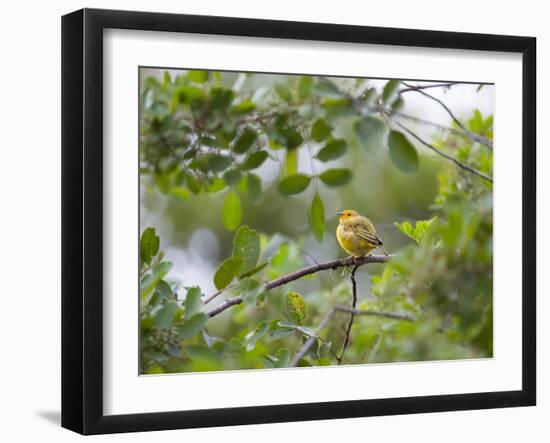 A Saffron Finch, Sicalis Flaveola, Sits on a Branch in Ubatuba, Brazil-Alex Saberi-Framed Photographic Print