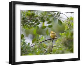 A Saffron Finch, Sicalis Flaveola, Sits on a Branch in Ubatuba, Brazil-Alex Saberi-Framed Photographic Print