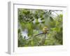 A Saffron Finch, Sicalis Flaveola, Sits on a Branch in Ubatuba, Brazil-Alex Saberi-Framed Photographic Print