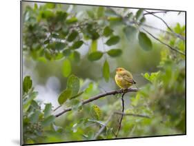 A Saffron Finch, Sicalis Flaveola, Sits on a Branch in Ubatuba, Brazil-Alex Saberi-Mounted Photographic Print