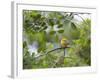 A Saffron Finch, Sicalis Flaveola, Sits on a Branch in Ubatuba, Brazil-Alex Saberi-Framed Photographic Print