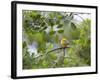 A Saffron Finch, Sicalis Flaveola, Sits on a Branch in Ubatuba, Brazil-Alex Saberi-Framed Photographic Print