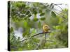 A Saffron Finch, Sicalis Flaveola, Sits on a Branch in Ubatuba, Brazil-Alex Saberi-Stretched Canvas