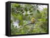 A Saffron Finch, Sicalis Flaveola, Sits on a Branch in Ubatuba, Brazil-Alex Saberi-Framed Stretched Canvas