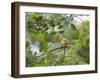 A Saffron Finch, Sicalis Flaveola, Sits on a Branch in Ubatuba, Brazil-Alex Saberi-Framed Premium Photographic Print