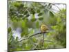 A Saffron Finch, Sicalis Flaveola, Sits on a Branch in Ubatuba, Brazil-Alex Saberi-Mounted Premium Photographic Print