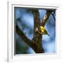 A Saffron Finch, Sicalis Flaveola, Sits on a Branch in Ubatuba, Brazil-Alex Saberi-Framed Photographic Print