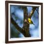 A Saffron Finch, Sicalis Flaveola, Sits on a Branch in Ubatuba, Brazil-Alex Saberi-Framed Photographic Print