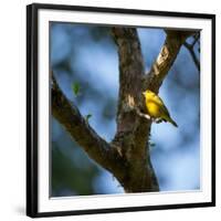 A Saffron Finch, Sicalis Flaveola, Sits on a Branch in Ubatuba, Brazil-Alex Saberi-Framed Photographic Print