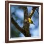 A Saffron Finch, Sicalis Flaveola, Sits on a Branch in Ubatuba, Brazil-Alex Saberi-Framed Photographic Print