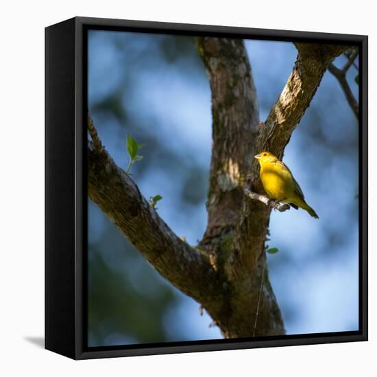 A Saffron Finch, Sicalis Flaveola, Sits on a Branch in Ubatuba, Brazil-Alex Saberi-Framed Stretched Canvas