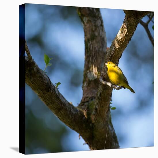 A Saffron Finch, Sicalis Flaveola, Sits on a Branch in Ubatuba, Brazil-Alex Saberi-Stretched Canvas