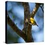 A Saffron Finch, Sicalis Flaveola, Sits on a Branch in Ubatuba, Brazil-Alex Saberi-Stretched Canvas