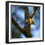 A Saffron Finch, Sicalis Flaveola, Sits on a Branch in Ubatuba, Brazil-Alex Saberi-Framed Premium Photographic Print