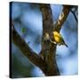 A Saffron Finch, Sicalis Flaveola, Sits on a Branch in Ubatuba, Brazil-Alex Saberi-Stretched Canvas