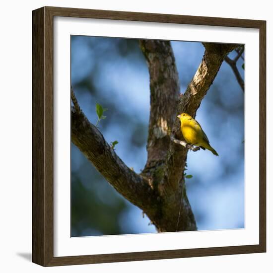 A Saffron Finch, Sicalis Flaveola, Sits on a Branch in Ubatuba, Brazil-Alex Saberi-Framed Photographic Print