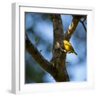 A Saffron Finch, Sicalis Flaveola, Sits on a Branch in Ubatuba, Brazil-Alex Saberi-Framed Photographic Print