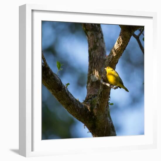 A Saffron Finch, Sicalis Flaveola, Sits on a Branch in Ubatuba, Brazil-Alex Saberi-Framed Photographic Print