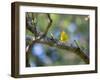 A Saffron Finch, Sicalis Flaveola, Sits on a Branch in Ubatuba, Brazil-Alex Saberi-Framed Photographic Print