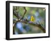 A Saffron Finch, Sicalis Flaveola, Sits on a Branch in Ubatuba, Brazil-Alex Saberi-Framed Photographic Print