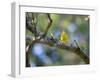 A Saffron Finch, Sicalis Flaveola, Sits on a Branch in Ubatuba, Brazil-Alex Saberi-Framed Photographic Print