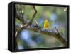 A Saffron Finch, Sicalis Flaveola, Sits on a Branch in Ubatuba, Brazil-Alex Saberi-Framed Stretched Canvas