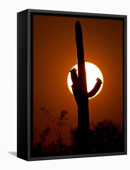 A Saguaro Cactus is Silhouetted as the Sun Sets Over the Southwestern Desert-null-Framed Stretched Canvas