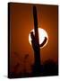 A Saguaro Cactus is Silhouetted as the Sun Sets Over the Southwestern Desert-null-Stretched Canvas