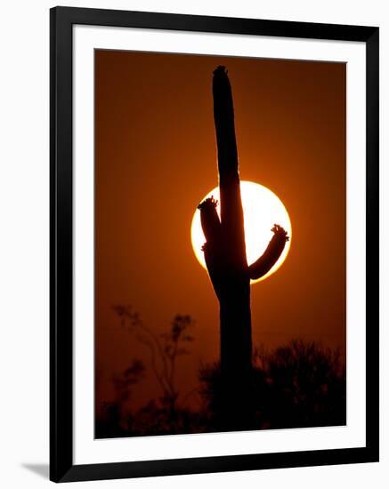A Saguaro Cactus is Silhouetted as the Sun Sets Over the Southwestern Desert-null-Framed Premium Photographic Print