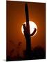 A Saguaro Cactus is Silhouetted as the Sun Sets Over the Southwestern Desert-null-Mounted Premium Photographic Print