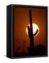 A Saguaro Cactus is Silhouetted as the Sun Sets Over the Southwestern Desert-null-Framed Stretched Canvas