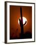 A Saguaro Cactus is Silhouetted as the Sun Sets Over the Southwestern Desert-null-Framed Photographic Print