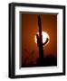 A Saguaro Cactus is Silhouetted as the Sun Sets Over the Southwestern Desert-null-Framed Photographic Print