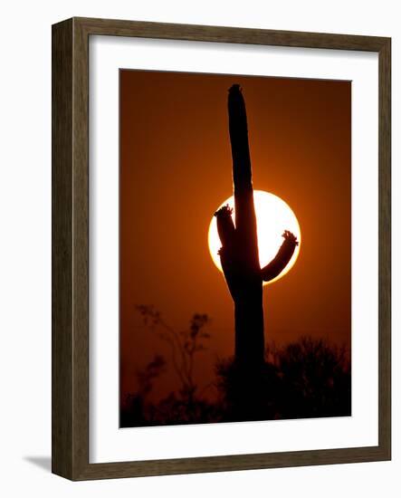 A Saguaro Cactus is Silhouetted as the Sun Sets Over the Southwestern Desert-null-Framed Photographic Print