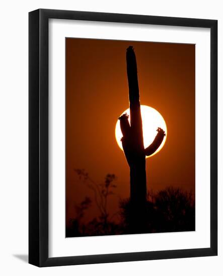 A Saguaro Cactus is Silhouetted as the Sun Sets Over the Southwestern Desert-null-Framed Photographic Print