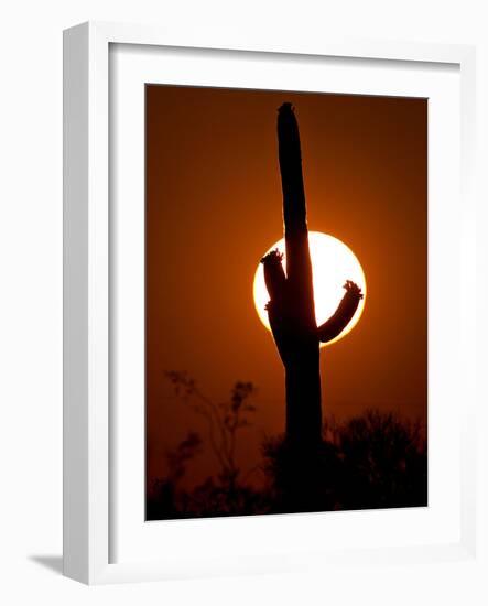 A Saguaro Cactus is Silhouetted as the Sun Sets Over the Southwestern Desert-null-Framed Photographic Print