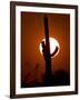 A Saguaro Cactus is Silhouetted as the Sun Sets Over the Southwestern Desert-null-Framed Photographic Print