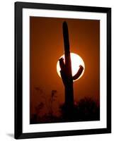 A Saguaro Cactus is Silhouetted as the Sun Sets Over the Southwestern Desert-null-Framed Photographic Print