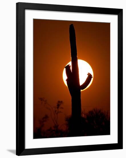 A Saguaro Cactus is Silhouetted as the Sun Sets Over the Southwestern Desert-null-Framed Photographic Print