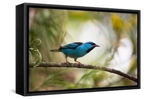 A Saira Bird Perches on a Tree in Ubatuba, Brazil-Alex Saberi-Framed Stretched Canvas