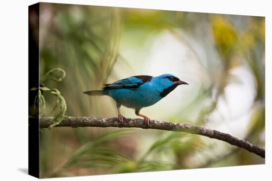 A Saira Bird Perches on a Tree in Ubatuba, Brazil-Alex Saberi-Stretched Canvas