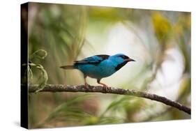 A Saira Bird Perches on a Tree in Ubatuba, Brazil-Alex Saberi-Stretched Canvas