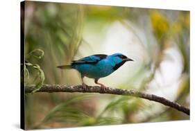 A Saira Bird Perches on a Tree in Ubatuba, Brazil-Alex Saberi-Stretched Canvas