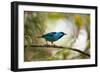 A Saira Bird Perches on a Tree in Ubatuba, Brazil-Alex Saberi-Framed Premium Photographic Print