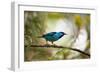 A Saira Bird Perches on a Tree in Ubatuba, Brazil-Alex Saberi-Framed Premium Photographic Print