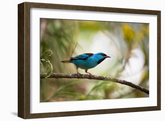 A Saira Bird Perches on a Tree in Ubatuba, Brazil-Alex Saberi-Framed Photographic Print